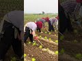 Membersihkan Gulma dengan tenaga manusia