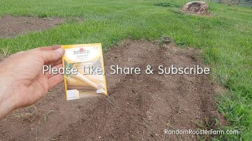 Planting Heirloom Parsnip Seeds for a Fall Harvest