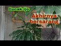 #AviaryAtapRumah #cucakijo Cucak ijo angkut sarang di Aviary Atap Rumah setelah 6 bulan penantian