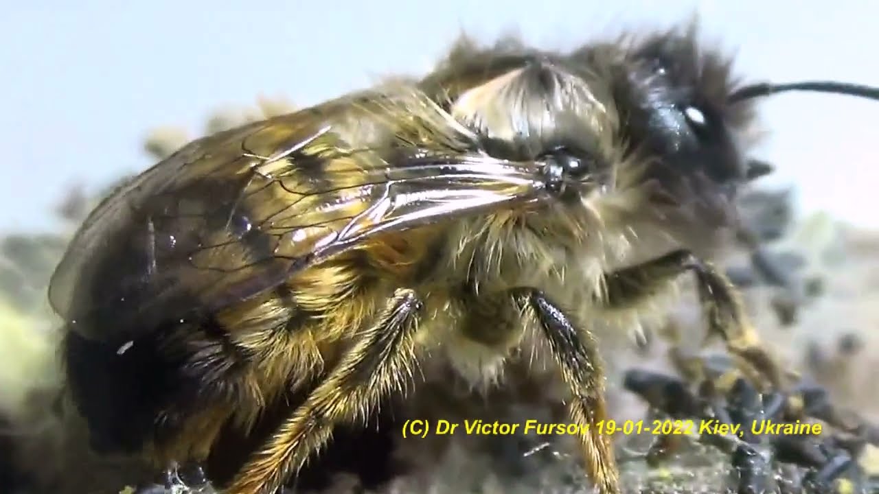 Когда Одиночные Пчелы Осмии Выводятся из Коконов? Пчелы Osmia rufa, Osmia cornuta.