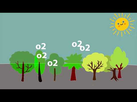 Video: Apakah Lapisan Ozon