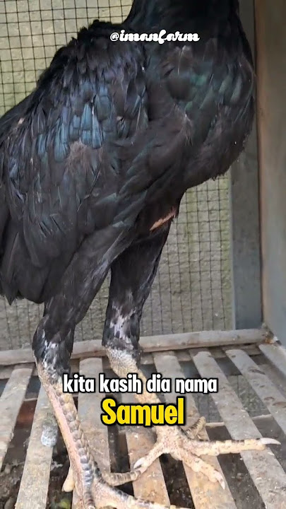 JETI ATAU BETI #ayam #ayambangkok #shorts #anakayambangkok