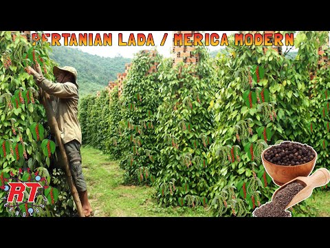 Video: Tumbuhan Lada Szechuan: Dari Mana Asal Lada Szechuan