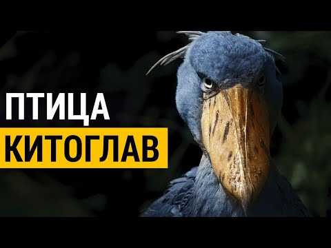 ▽ Самая странная птица в мире - китоглав