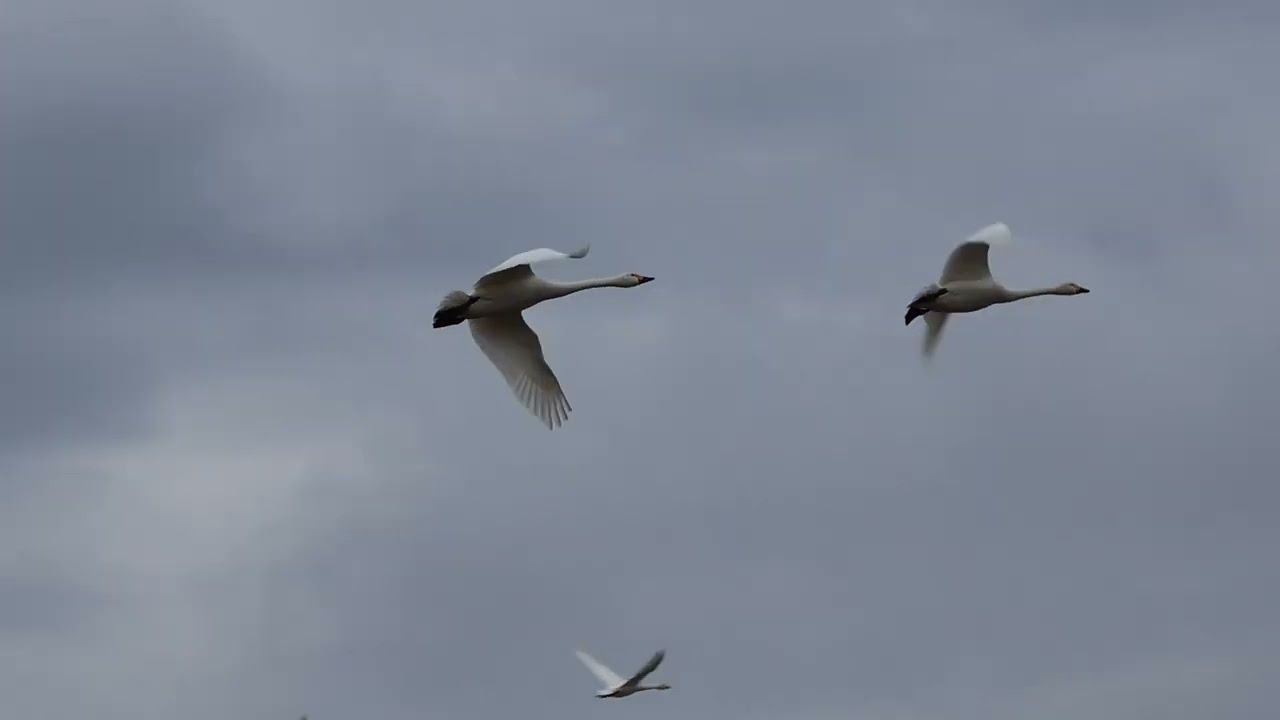 シベリアから４０００キロ琵琶湖湖岸で越冬するコハクチョウ