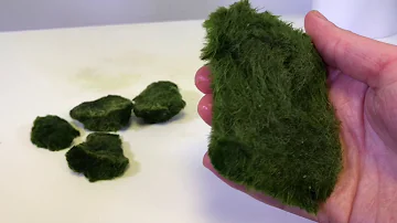 Dove si può acquistare un Marimo?