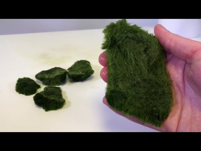 Aquascaping Live Marimo Moss Ball Plants