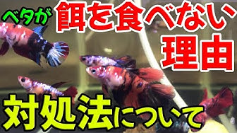 餌 Youtube