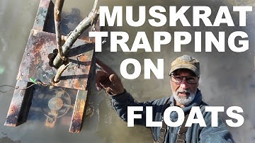 MUSKRATENVANGST (Deel 1) - Kolonievallen en vlotten voorjaar 2024!