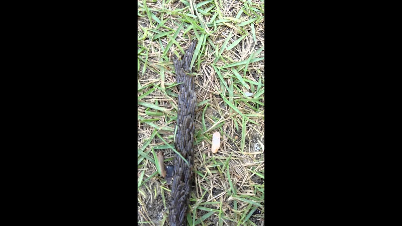 Heerwurm. ..sciara militaris...koh phangan  Januar