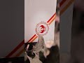 New 2025 Wedding Invitation New 2025 Wedding Invitation