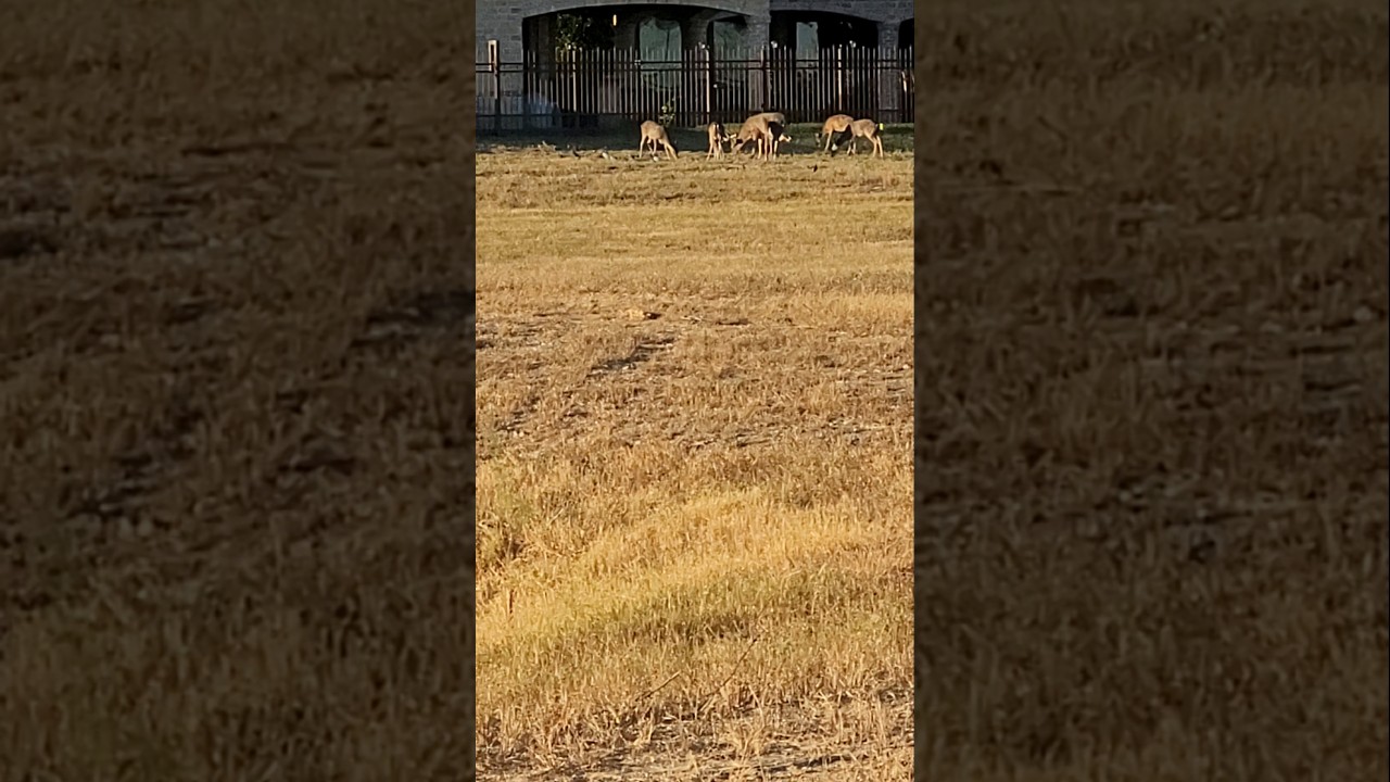 Big group of deer and birds🦌🐦 