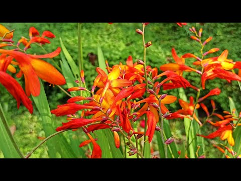 Video: Krocosmia Hastalıklarını Önleme - Crocosmia Hastalıklarını Nasıl Tedavi Edilir