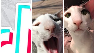 TIK TOK HONKING CAT MOMENTS that will make you laugh by hobbikats 114,053 views 4 years ago 3 minutes, 38 seconds