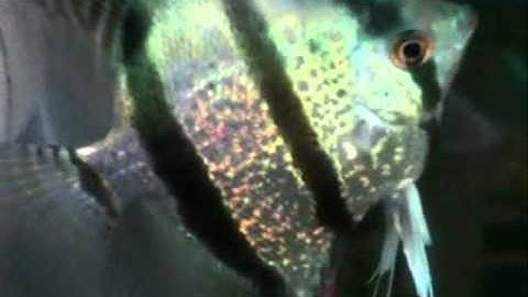 Cá Thần Tiên Da Rắn - Thiên Đường Cá Cảnh