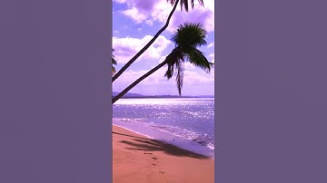 Coconut Tree on the Beach in Tropical Sea