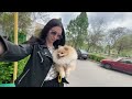 Собака гуляка 👀 #funnyvideos #ukraine #animals #популярное #гуляем