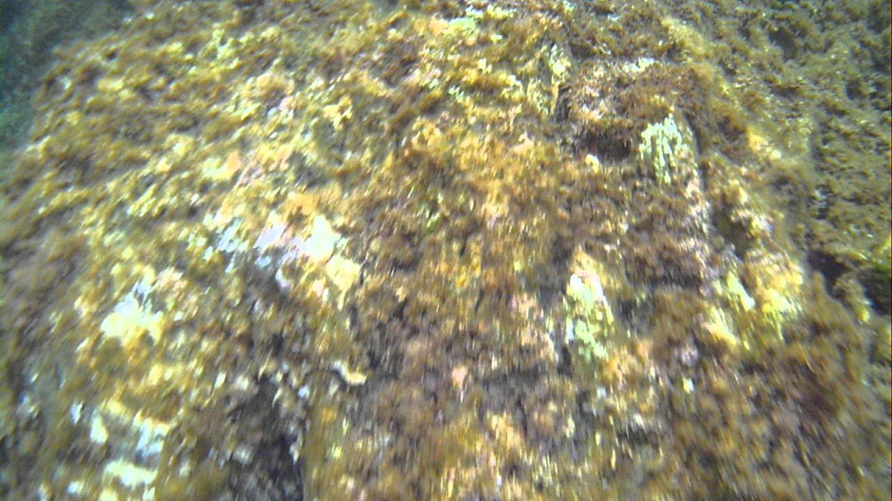 Video sous marine Port du Niel