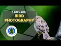 Backyard Bird Photography: Simple Techniques for Wildlife Close to Home