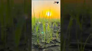 gao ke safar me 💫✨🌾🌾🌧️#@bobby ahir-tn2wl