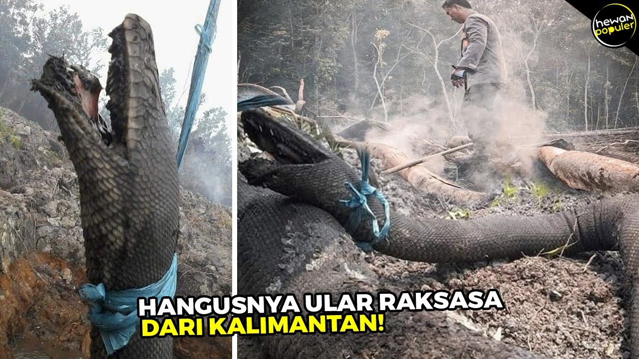 Fakta Dibalik Hangusnya Ular  Anaconda Raksasa  Terpanjang 