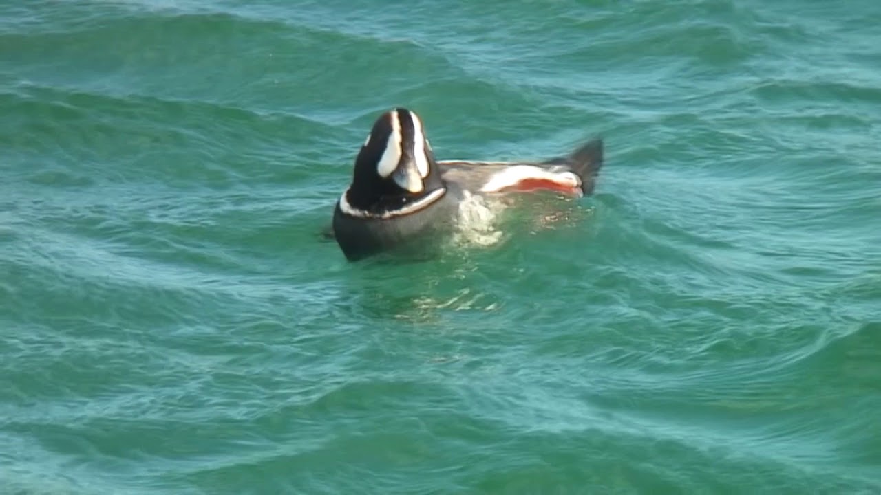 シノリガモ（1）冬鳥（いわき市の漁港） - Harlequin duck - Wild Bird - 野鳥 動画図鑑 