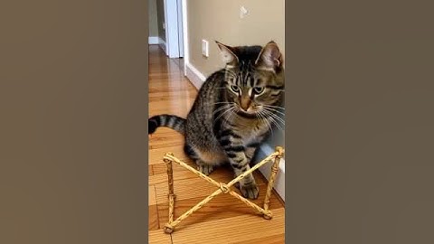 Shocking! 😱😱The cat sets a trap and waits in silence… what happens next? 🐾 #cat #trap