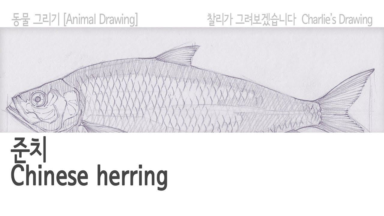 청어과[Clupeidae]08 준치(Chinese Herring) YouTube