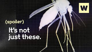 What’s really to blame for the rise in dengue? | Wellcome