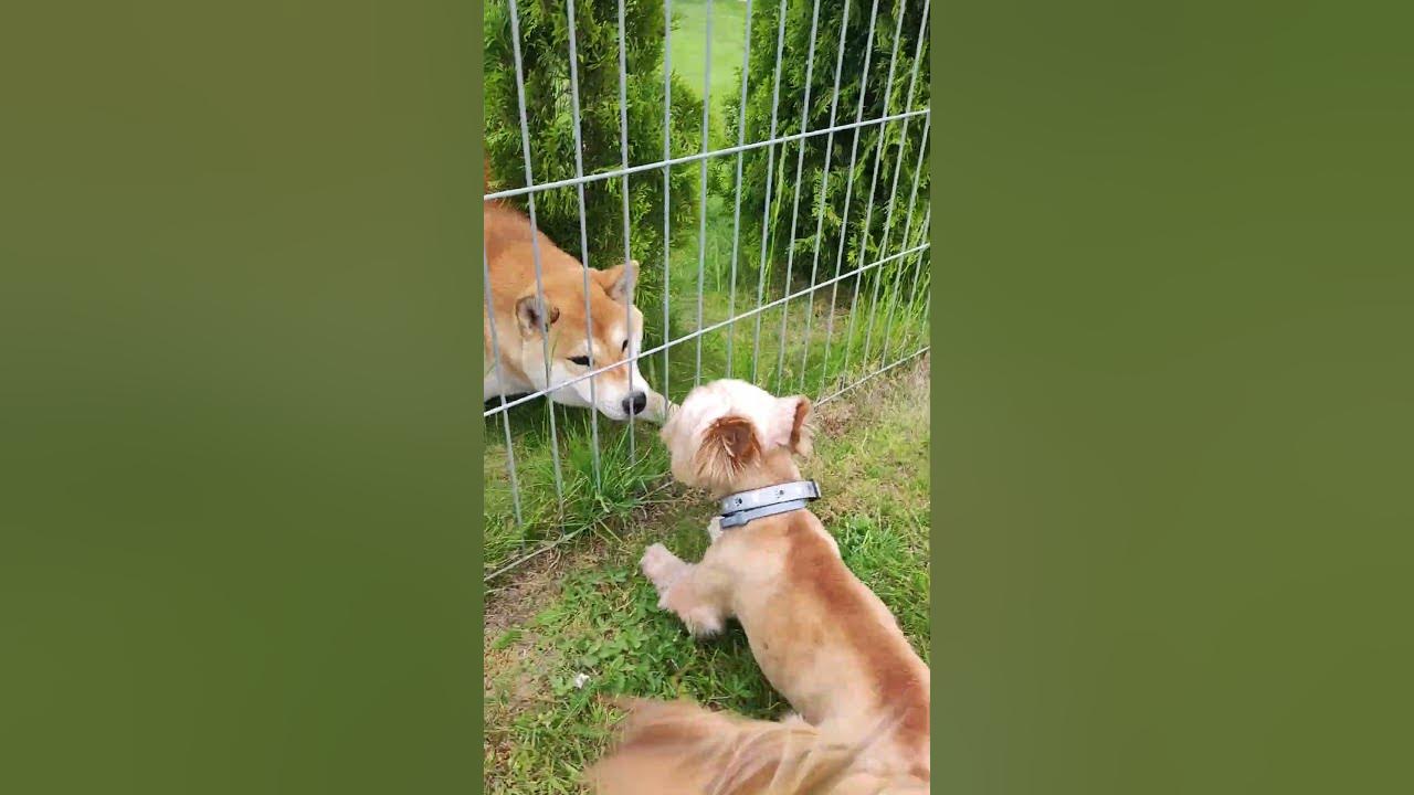 Dogs barking each other YouTube