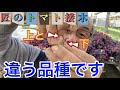 匠のトマト接木【ガーデニング】【生産者】【園芸のぶチャンネル】