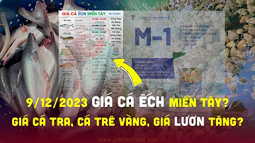 9/12/2023 ✅ Cập nhật Giá Cá Ếch Lươn khu vực #ĐBSCL ↗️ Giá Ếch Thịt neo cao? Cá Trê Vàng, Lươn Thịt?