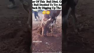 See a Bull 🐂 digging up the grave after the owner died