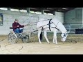 Kozmic blue forever r  2017 bay tovero gelding  buggy session