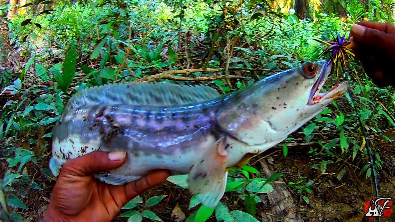 MANCING IKAN TOMAN DAN HAMPALA DI SUNGAI YANG MULAI MENGERING