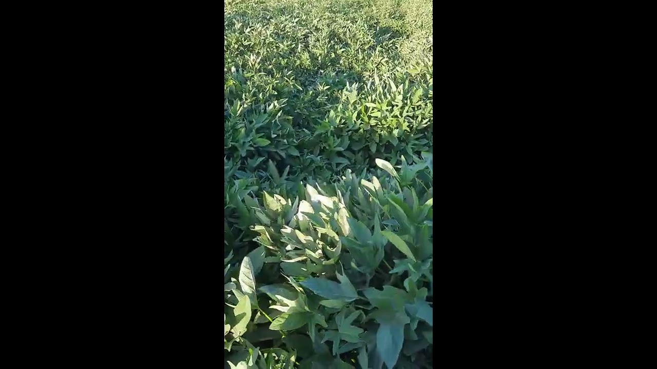 الحركه والراحه بعد ارجاع الاجنه وتجربتى بالتفصيل👌