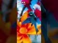تفتح الزهور مونتاج رائع تفتح الزهور مونتاج رائع