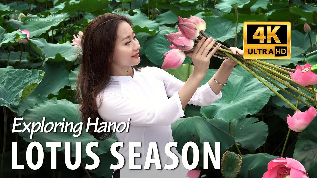 The lotus season in Hanoi