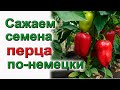 Сажаем перец! подробно для начинающих