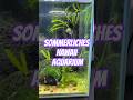 Das kleine hawaiianische Meer ❤️             #aquarium