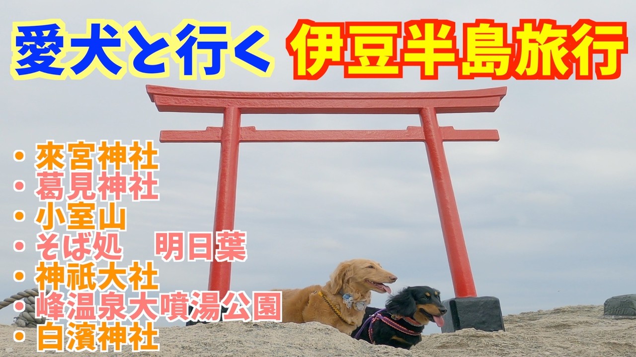 愛犬と行く癒しの伊豆半島旅！おすすめスポット７選🐾⛩️　＃来宮神社＃葛見神社＃小室山＃そば処明日葉＃神祇大社＃峰温泉大噴湯公園＃白濱神社