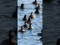 Graceful Scaup Flock Drifting Over the Sea