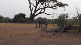 Ele Playing with trunk.MP4