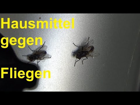 Video: 3 Möglichkeiten, sich um einen neugeborenen Hamster zu kümmern