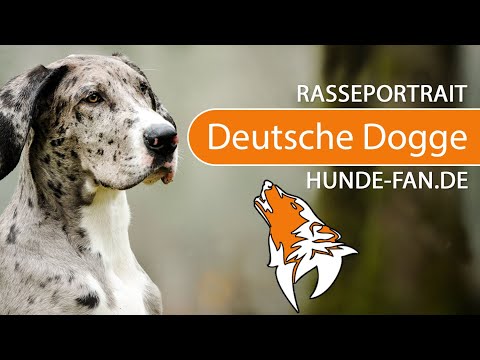 ► Deutsche Dogge [2020] Rasse, Aussehen &amp; Charakter