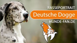 ► Great Dane [2020] History, Appearance, Temperament, Training, Exercise, Care & Health