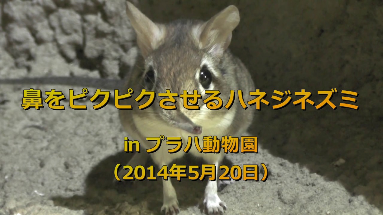 鼻をピクピクさせるハネジネズミ Elephant Shrew プラハ動物園 Youtube