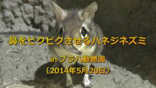 鼻をピクピクさせるハネジネズミ Elephant Shrew プラハ動物園 Youtube 鼻をピクピクさせるハネジネズミ Elephant Shrew プラハ動物園 Youtube