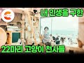 치킨집 운영하다 우연히 만난 새끼고양이 내 인생을 구원했다 얘들이 없었다면 전 미쳐 버렸을 거예요 I 22마리 고양이 천사들과 씩씩하게 살아가는 바닷마을 사장님 I 다큐컬렉션 치킨집 운영하다 우연히 만난 새끼고양이 내 인생을 구원했다 얘들이 없었다면 전 미쳐 버렸을 거예요 I 22마리 고양이 천사들과 씩씩하게 살아가는 바닷마을 사장님 I 다큐컬렉션