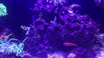 Cobalt Aquatics C-Vue 40 December 5th 2018 Update
